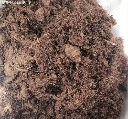 多肉植物如何配土种植？（配制方法详解，让你的多肉茁壮成长）-第1张图片-绿意生活