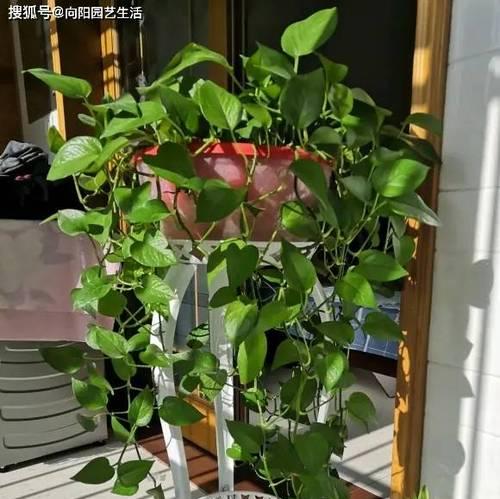 水培绿萝的养殖技巧（打造旺盛的水培绿萝，从这些方面入手）-第3张图片-绿意生活