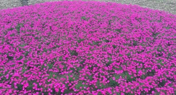 石竹花期多长时间？（探究石竹开花的时间及其影响因素。）-第1张图片-绿意生活