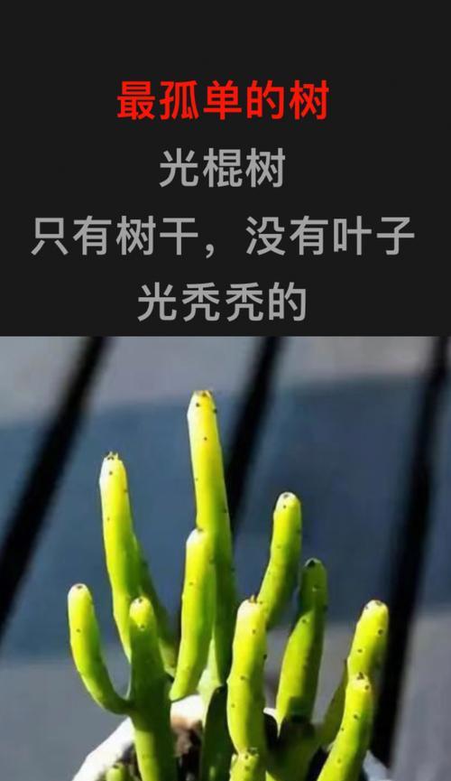 探秘光棍树的枝发奥秘（科学方法揭示光棍树枝发规律与影响因素）-第3张图片-绿意生活