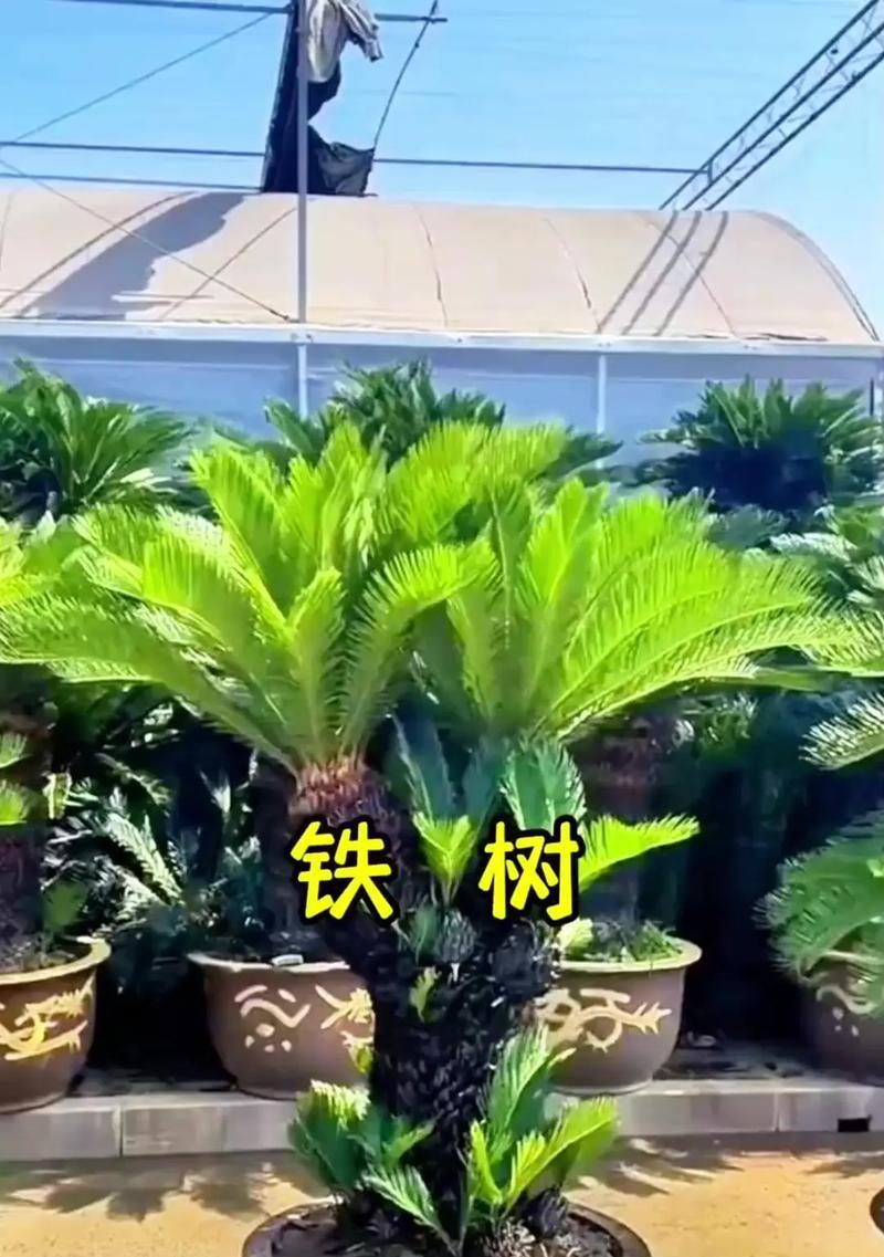 叶片发黄，你的植物缺什么？（植物营养缺乏的症状与处理方法）-第1张图片-绿意生活