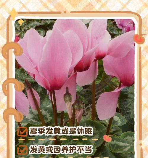 叶片发黄，你的植物缺什么？（植物营养缺乏的症状与处理方法）-第2张图片-绿意生活