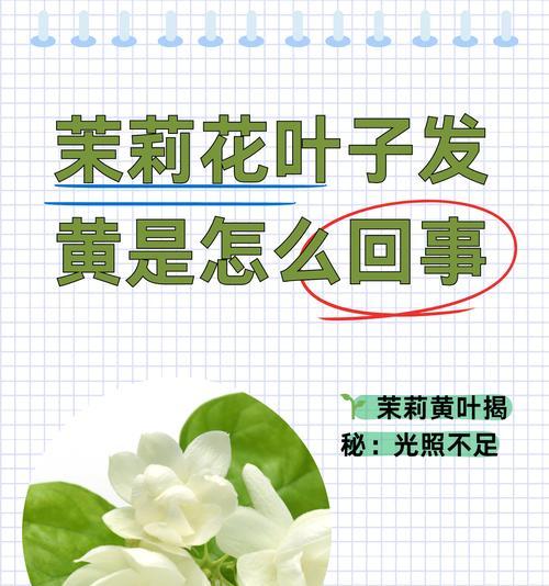 叶片发黄，你的植物缺什么？（植物营养缺乏的症状与处理方法）-第3张图片-绿意生活