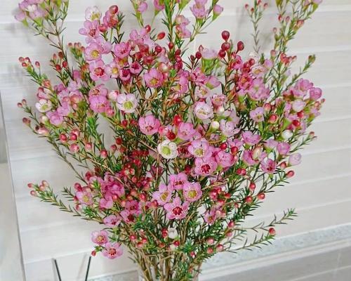 如何保存勿忘我花一年之久（简单方法让你的勿忘我花长时间鲜艳如新）-第1张图片-绿意生活