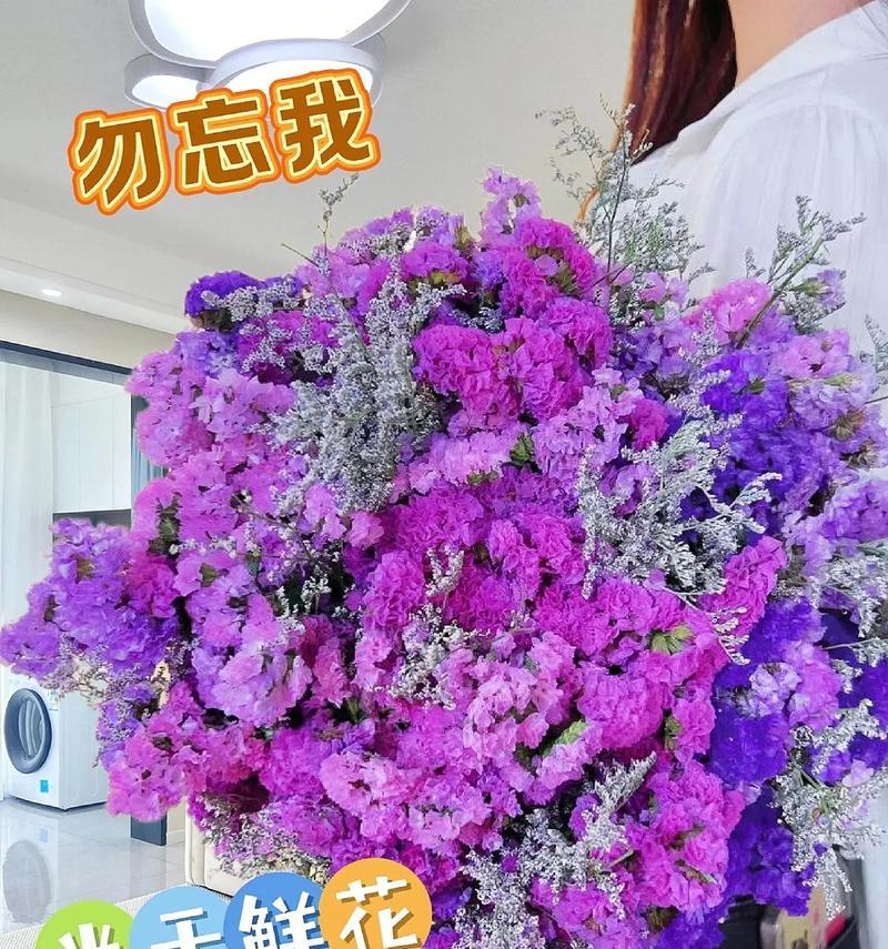 如何保存勿忘我花一年之久（简单方法让你的勿忘我花长时间鲜艳如新）-第3张图片-绿意生活