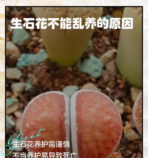 石生花的分株时间及技巧（教你如何科学分株石生花，让花儿更健康）-第3张图片-绿意生活