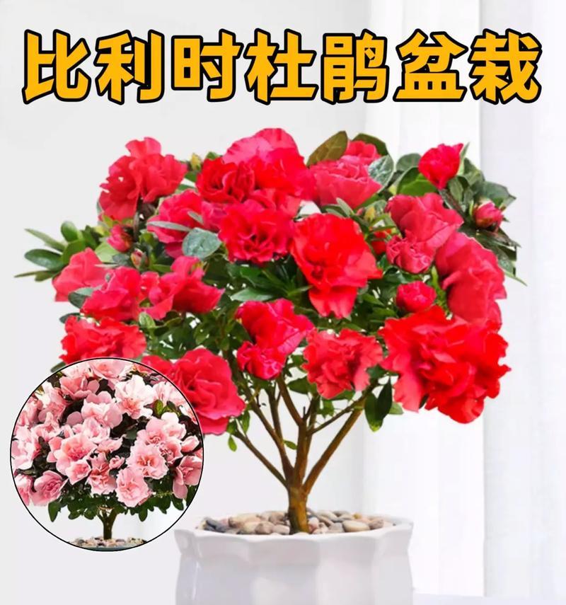 家里怎么养杜鹃花？（一起来学习杜鹃花的养护技巧吧！）-第1张图片-绿意生活