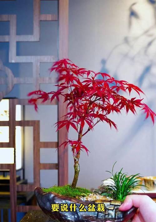 如何养护红枫新手？（红枫新手养护指南，从入门到精通！）-第1张图片-绿意生活