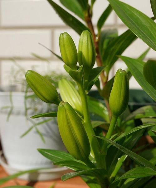 百合花的花期究竟有多长时间？（探寻百合花的开花规律与花期时间表）-第2张图片-绿意生活