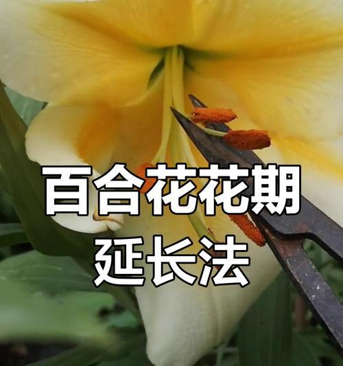 百合花的花期究竟有多长时间？（探寻百合花的开花规律与花期时间表）-第1张图片-绿意生活