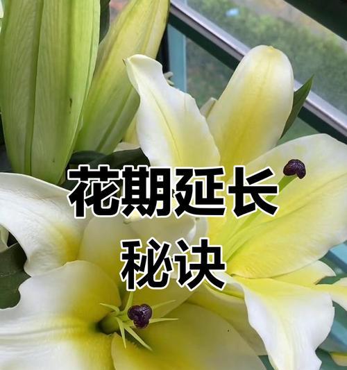百合花的花期究竟有多长时间？（探寻百合花的开花规律与花期时间表）-第3张图片-绿意生活