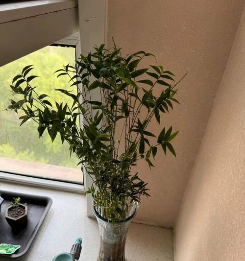 凤尾竹的养殖技巧（打造旺盛繁茂的凤尾竹家园）-第1张图片-绿意生活
