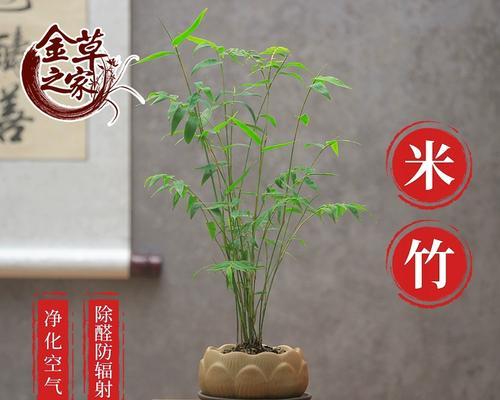 凤尾竹的养殖技巧（打造旺盛繁茂的凤尾竹家园）-第3张图片-绿意生活
