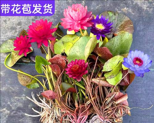 培育睡莲新品种的探索与实践（以自己为园艺师，打造独特的水生花园）-第3张图片-绿意生活