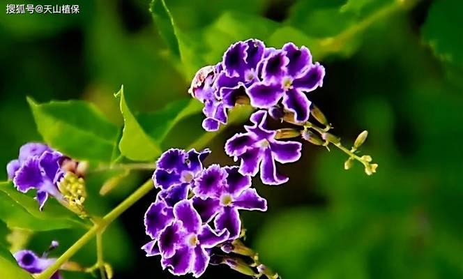 蕾丝金露花的养护（打造花期鲜艳、茁壮成长的蕾丝金露花）-第1张图片-绿意生活