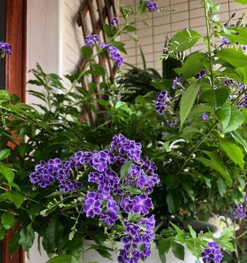 蕾丝金露花的养护（打造花期鲜艳、茁壮成长的蕾丝金露花）-第2张图片-绿意生活