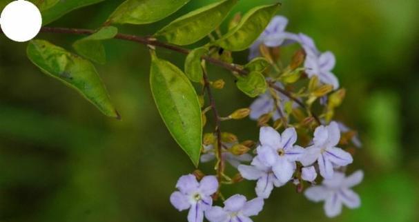 蕾丝金露花的养护（打造花期鲜艳、茁壮成长的蕾丝金露花）-第3张图片-绿意生活