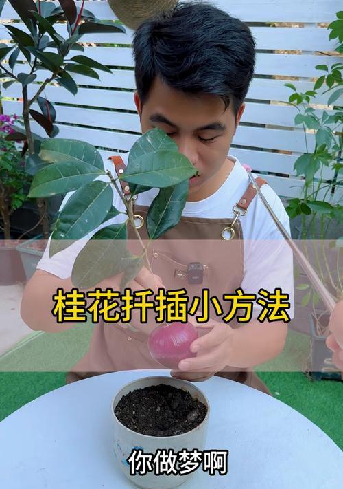 十月移栽的桂花树如何科学浇水（科学浇水让十月移栽的桂花树茁壮成长）-第1张图片-绿意生活