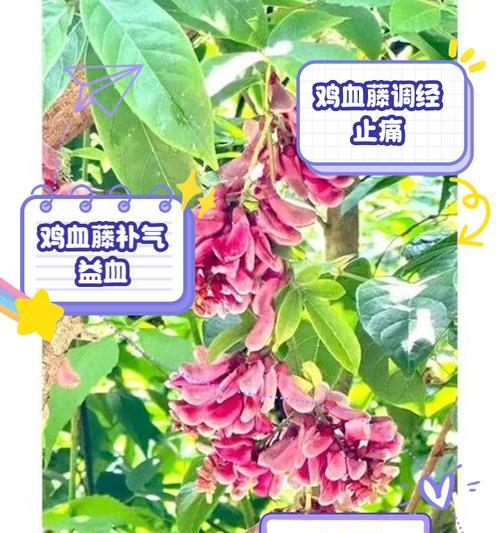以鸡血腾怎么带（唤醒活力，引领新潮流）-第3张图片-绿意生活