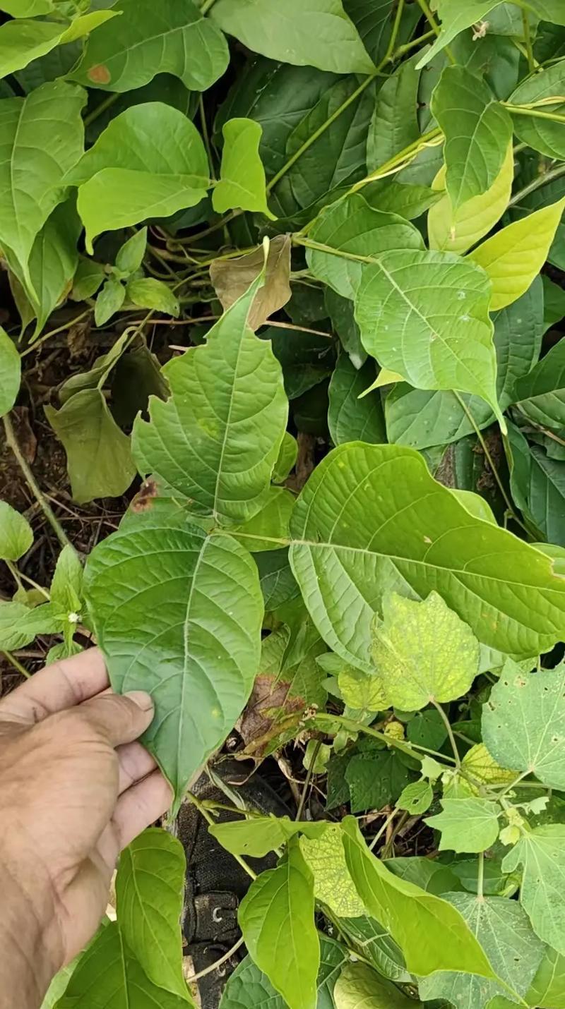 以鸡血腾怎么带（唤醒活力，引领新潮流）-第1张图片-绿意生活