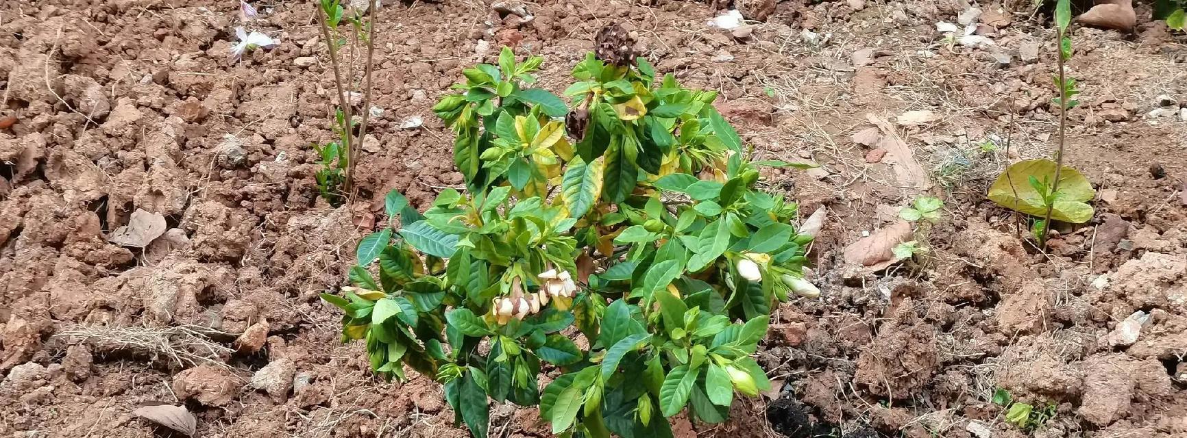初冬栀子花树叶黄的原因和处理方法（解读栀子花树叶子泛黄的关键因素和有效调养策略）-第1张图片-绿意生活