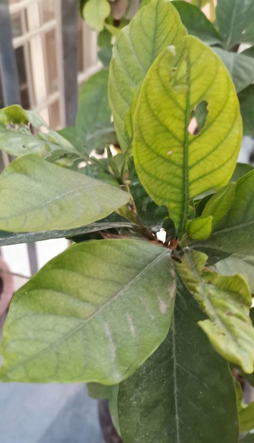 初冬栀子花树叶黄的原因和处理方法（解读栀子花树叶子泛黄的关键因素和有效调养策略）-第2张图片-绿意生活