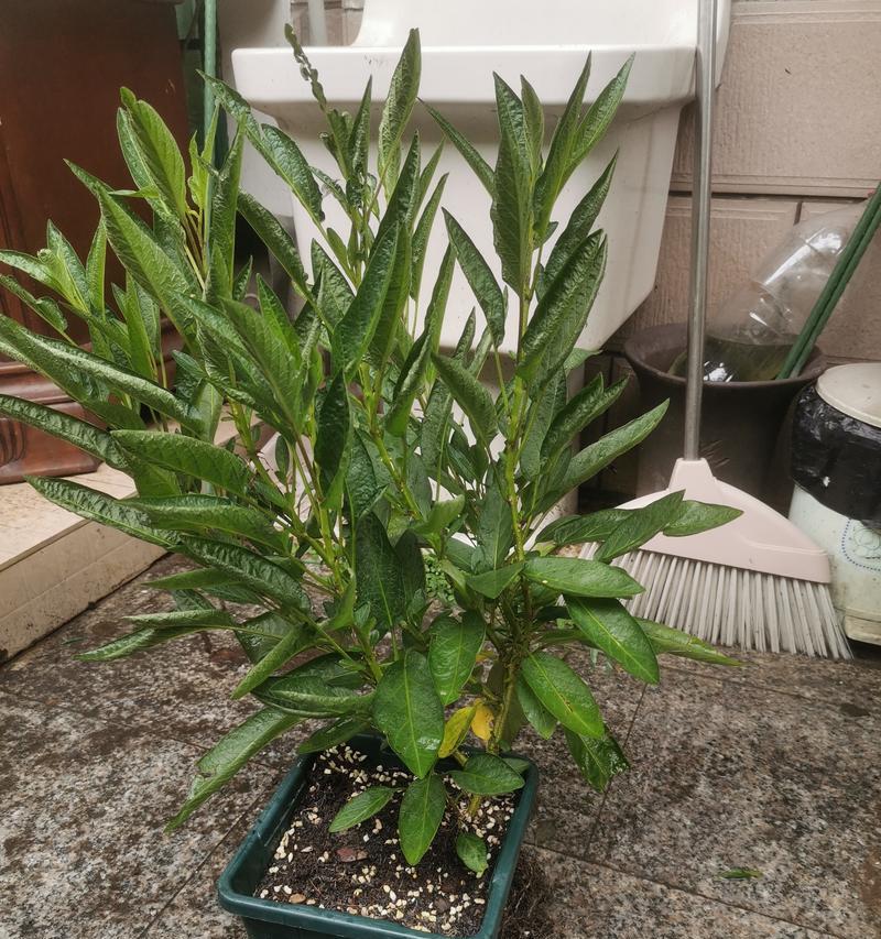 探究人参果是否为多年生植物（人参果的生命周期及特点）-第1张图片-绿意生活