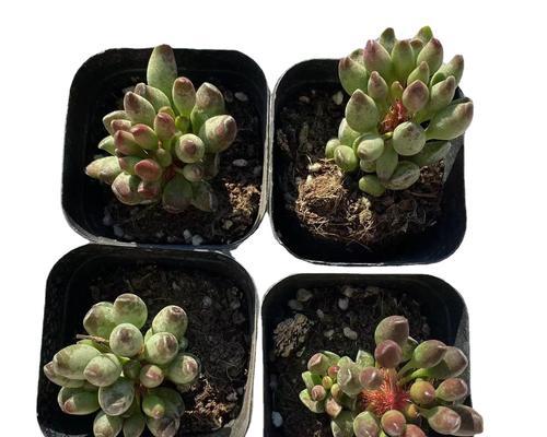 鼓槌水泡多肉为何逐渐缩小？（多肉植物鼓槌水泡的迷之缩小现象探究）-第3张图片-绿意生活