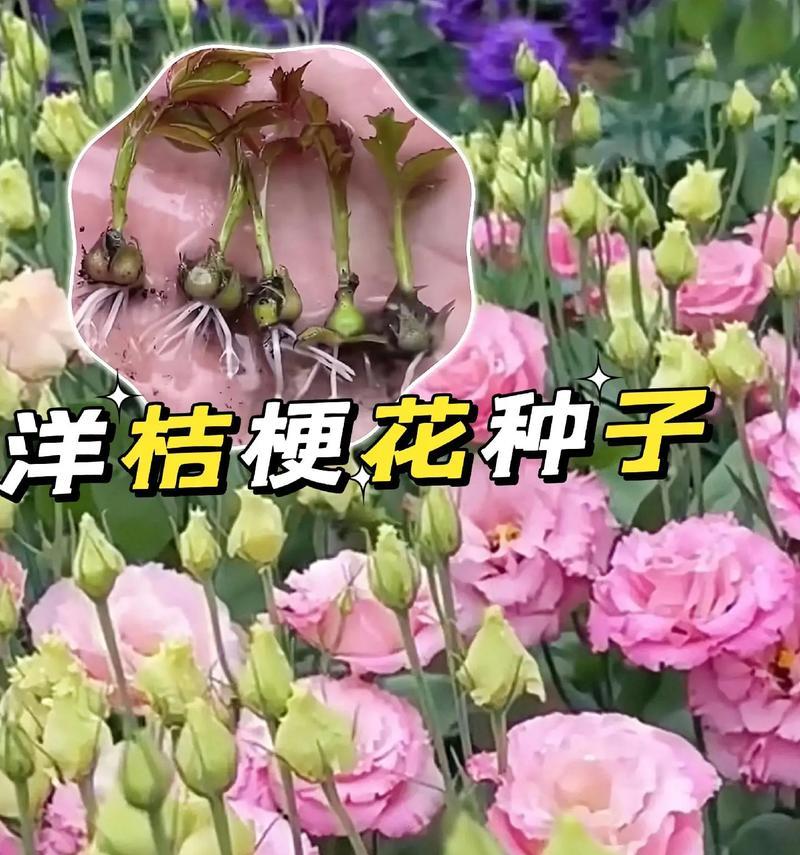 以洋桔梗花怎么收种（了解洋桔梗花的生长特点及收种方法）-第1张图片-绿意生活