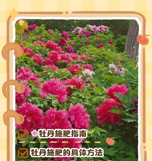 快速促进花的生长的肥料选择及使用技巧（选择合适的肥料类型，加速花的生长速度）-第1张图片-绿意生活