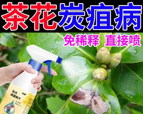 茶花病的救治之道（保护茶花，预防与治疗茶花病的关键方法）-第2张图片-绿意生活