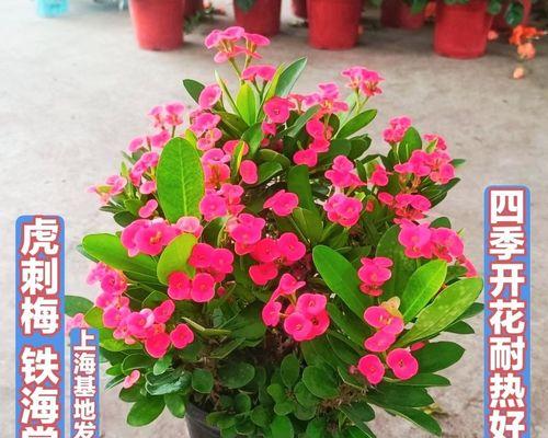 秋季如何养护虎刺梅（打造绚丽秋日花园，）-第3张图片-绿意生活