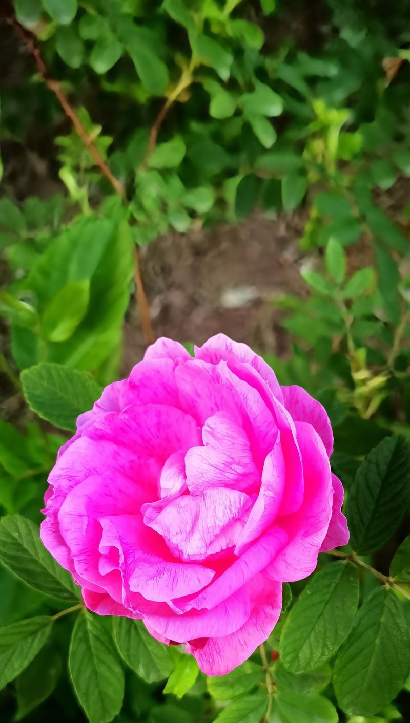 赏玫瑰之美——探秘玫瑰开花季节（春夏秋冬皆可赏，美丽玫瑰开放时）-第1张图片-绿意生活