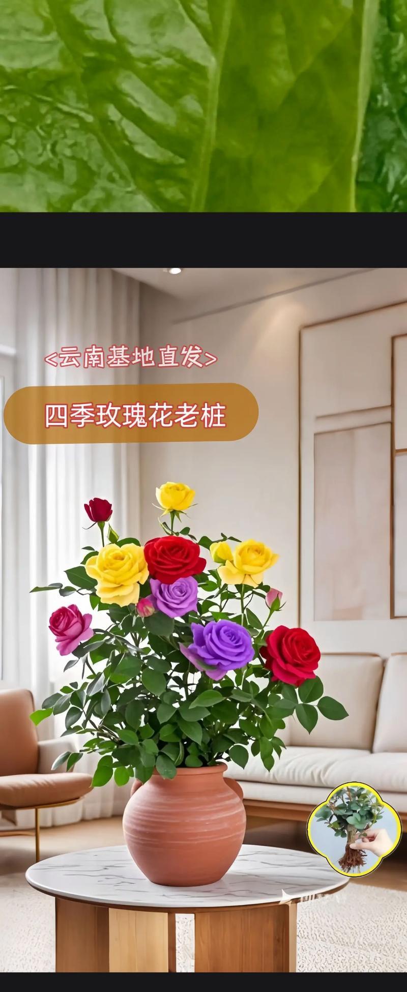 赏玫瑰之美——探秘玫瑰开花季节（春夏秋冬皆可赏，美丽玫瑰开放时）-第3张图片-绿意生活
