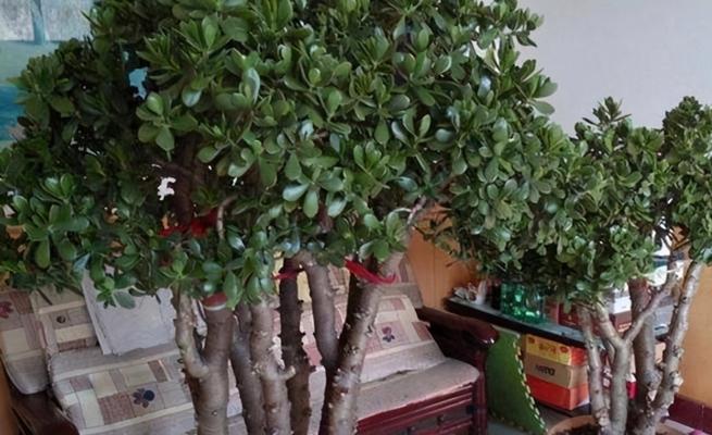 寒冬之中，如何让花儿不冻死？（冬季保护花卉的关键方法及技巧）-第1张图片-绿意生活
