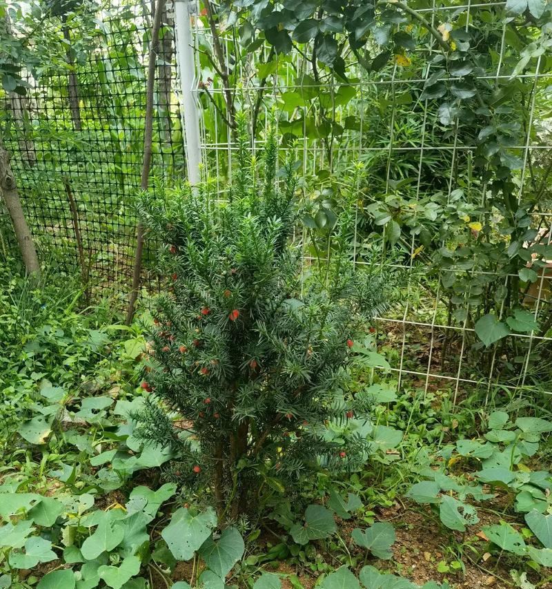 红豆杉的变异及其生态意义（探索红豆杉变异的原因和影响，为保护红豆杉资源提供依据）-第1张图片-绿意生活