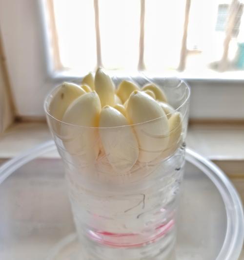 蒜的水培种植方法（简单易行的家庭水培方法，培育出健康营养的蒜）-第1张图片-绿意生活