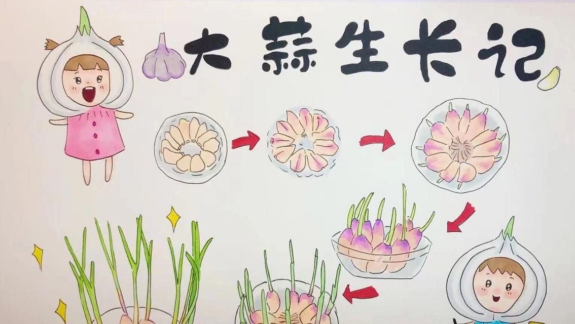 蒜的水培种植方法（简单易行的家庭水培方法，培育出健康营养的蒜）-第2张图片-绿意生活