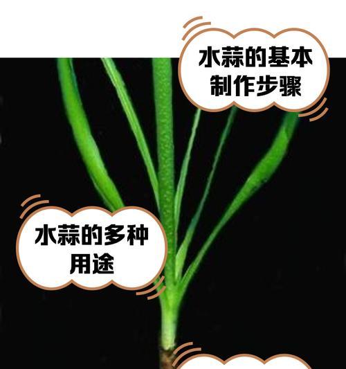 蒜的水培种植方法（简单易行的家庭水培方法，培育出健康营养的蒜）-第3张图片-绿意生活