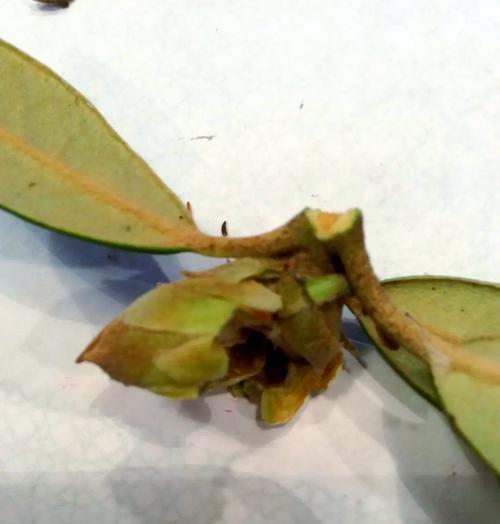 盆栽叶子掉落的原因及处理方法（叶子掉落是植物生长的信号，如何保护你的盆栽免受叶子脱落的困扰）-第3张图片-绿意生活