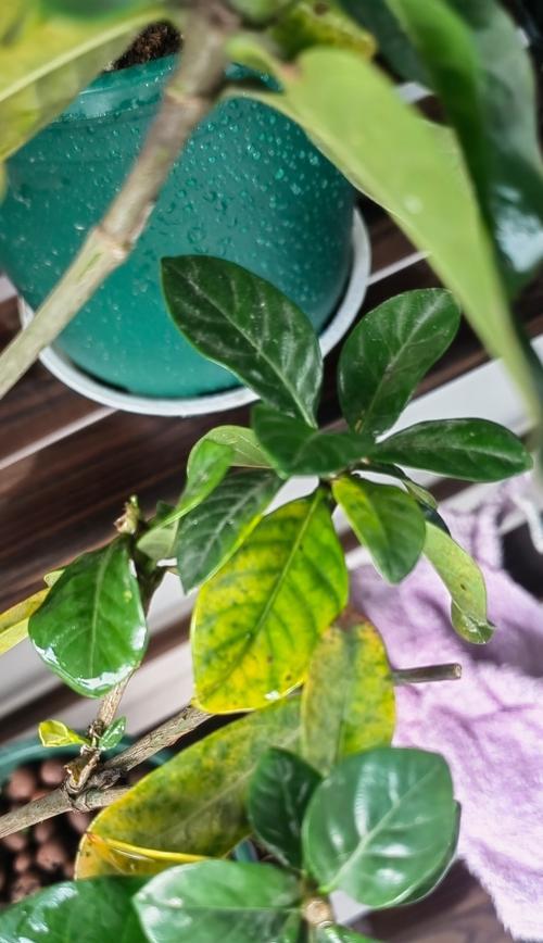 桅子花底叶变黄的原因及解决方法（打造健康繁茂的桅子花，从底叶开始！）-第1张图片-绿意生活
