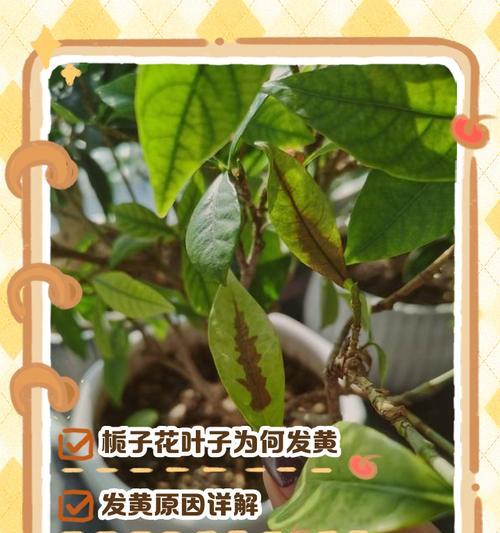 桅子花底叶变黄的原因及解决方法（打造健康繁茂的桅子花，从底叶开始！）-第3张图片-绿意生活