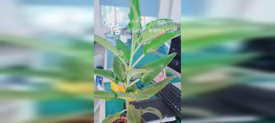以花怎么养才不死放水里（探索水培养花的养护技巧）-第2张图片-绿意生活
