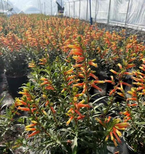 以萼距花修剪的技巧与方法（打造美丽的花坛，从修剪以萼距花开始）-第1张图片-绿意生活