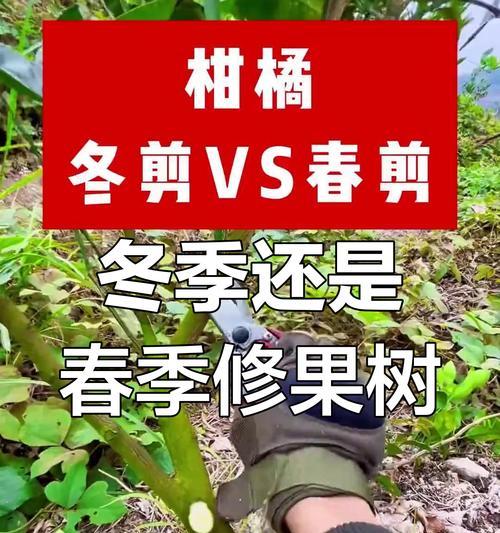老桔树修剪的技巧与方法（打造健康丰盈的老桔树——以老桔树修剪为主题）-第1张图片-绿意生活