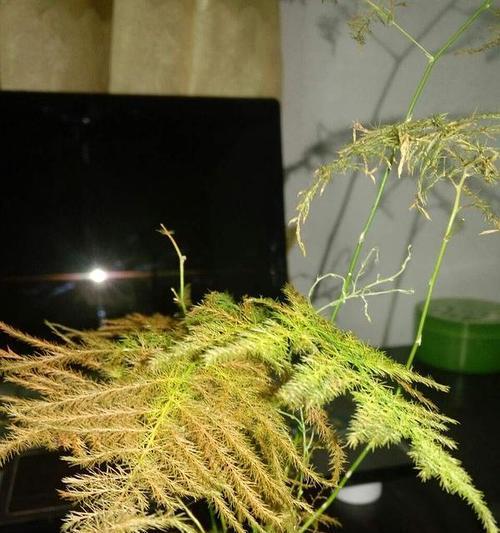 文竹三年后的离世之谜（揭秘文竹突然死亡的原因与预防方法）-第1张图片-绿意生活