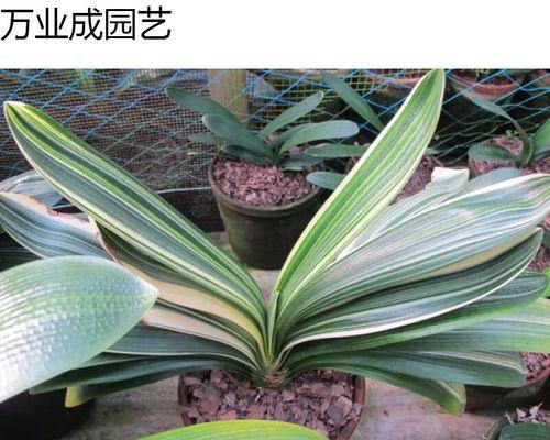 以君子兰种子怎么获得（种植君子兰的步骤和技巧）-第3张图片-绿意生活