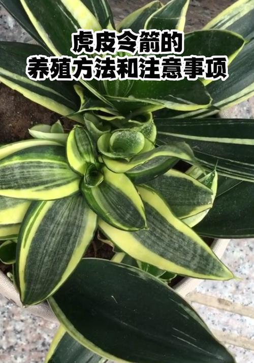 虎皮令箭黄叶之谜（揭秘虎皮令箭黄叶的神秘现象）-第1张图片-绿意生活
