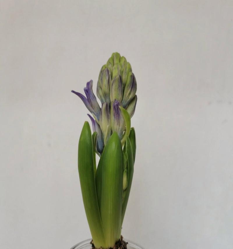 风信子开花预示着什么？（揭开风信子开花的奥秘，解读未来之兆）-第3张图片-绿意生活