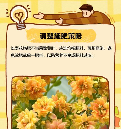 夏天长寿花叶子尖发黄的原因与解决方法（夏季高温导致长寿花叶子发黄，如何处理？）-第1张图片-绿意生活